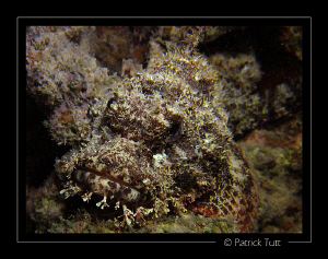 Scorpionfish on nigth dive in Marsa Shagra - Egypt - Cano... by Patrick Tutt 